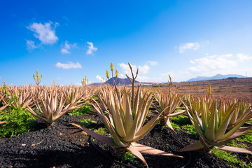 Aloe vera field; Furteventura, Canary Islands