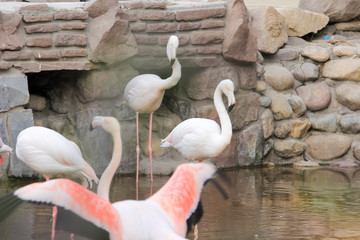 Birds Garden in iran