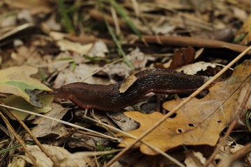 Slug on the forestal floor