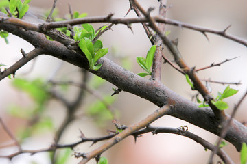 Birds Garden in iran