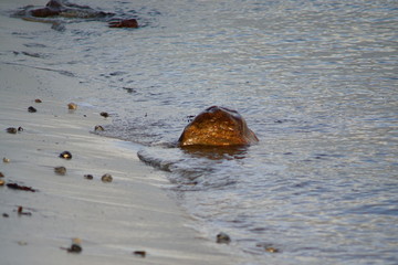 Strandfund