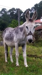donkey in a field