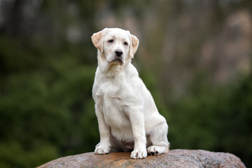 yellow labrador puppy sitting outdoors in spring