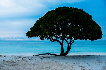 tree in a beach in maldives