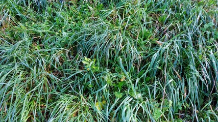 water drops on green leaf
