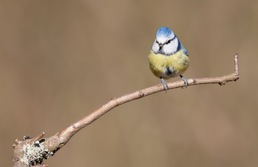 Small Blue Tit bird (Cyanistes caeruleus) on a twig