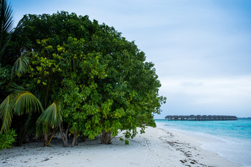 vegetation and bungalows in a beach in maldives