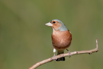 Fototapeta premium Close-up of a Chaffinch bird (Fringilla coelebs) perched on small branch