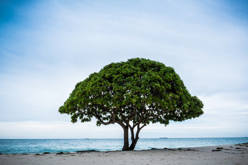 lonely tree in a beach in maldives