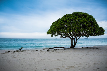 tree en a beach of maldives