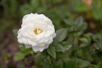 White rose in the back garden of the house