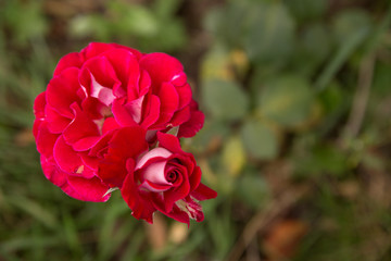 Pink rose in the back garden of the house