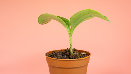 Home plant in a flower pot with large leaves.