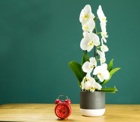 orchidee bianche e viola, piante d'appartamento sul tavolo