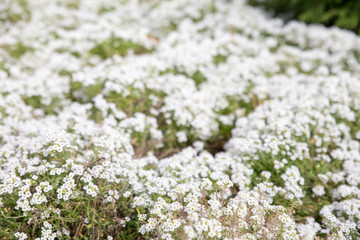 Arabis arborescens in the back garden of the house