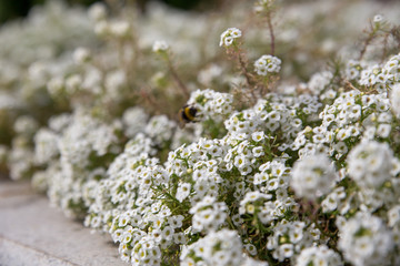 Arabis arborescens in the back garden of the house