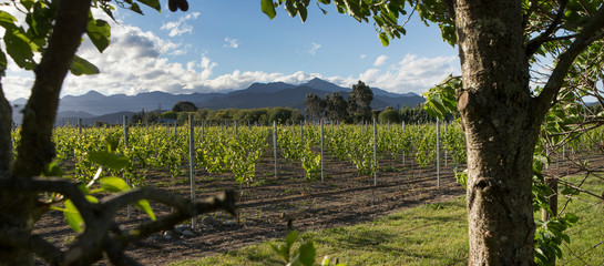 Vineyard Blenheim New Zealand South Island. Grapes. Agriculture. Winery