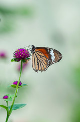 Obraz premium butterfly on flower