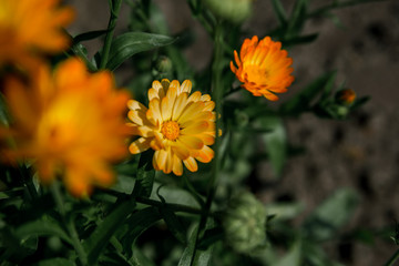 Orange calendula in the back garden of the house