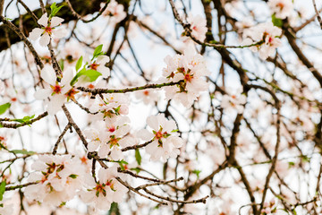 Flor de almendro en campos de Mallorca