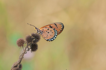 butterfly on flower