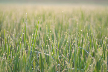 close up of yellow green rice field