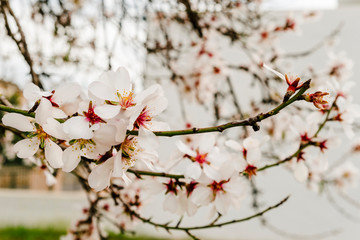 Bokeh almond tree white flower branches in Mallorca fields