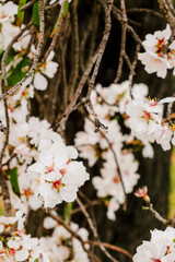 White blooming almond tree branches