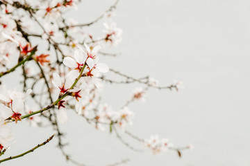 Bokeh of blooming almond tree branches background, selective focus
