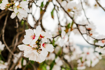 Obraz premium Almond tree white flower branches in Mallorca fields