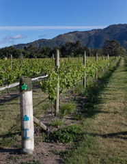Fototapeta na wymiar Vineyard Blenheim South island New Zealand Winery grapes