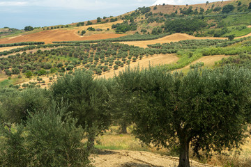 Rural landscape near Serracapriola, Apulia, Italy