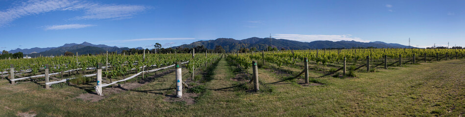 Fototapeta na wymiar Panorama Vineyard Blenheim South island New Zealand Winery grapes