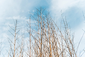 Bamboo branches with blue sky background