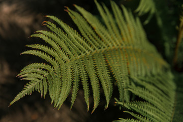 Beautiful green fern leaf in nature. Rainforest
