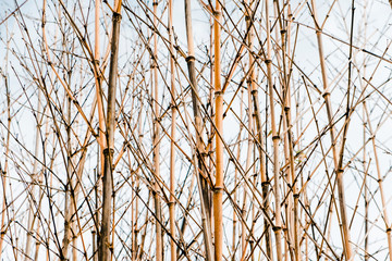 bamboo branches bokeh