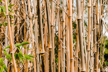 Obraz premium Closeup of bamboo reeds bokeh and green leaves