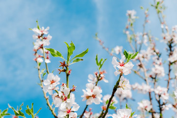 Background of spring white almond blossoms tree with blue sky. Selective focus