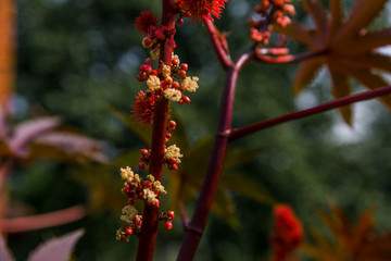 Ricinus communis in the garden behind the house