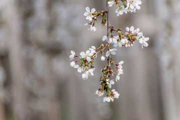 Weeping Cherry blossoms