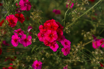 Pink Phlox in the back garden of the house
