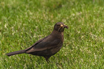 Obraz premium blackbird
