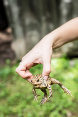 Toad
