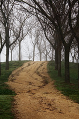Foggy day in winter in the countryside