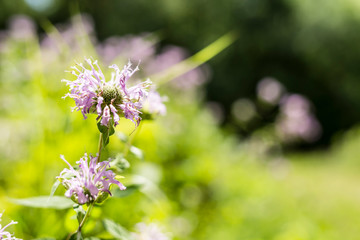 Bee Balm