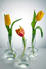 Single yellow and red tulip flower stand in a glass vase on the table