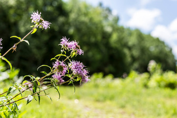 Bee Balm