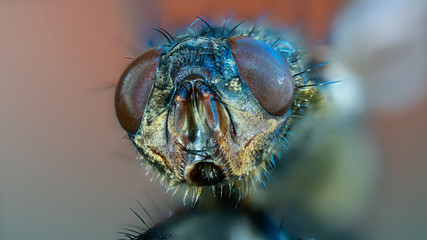 Macro photo  fly head