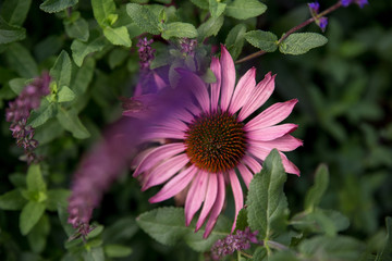 Obraz premium Pink Echinacea in the back garden of the house in the rays of the setting sun