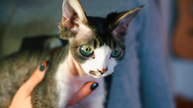 A closeup of a Devon Rex cat in the hands of the owner